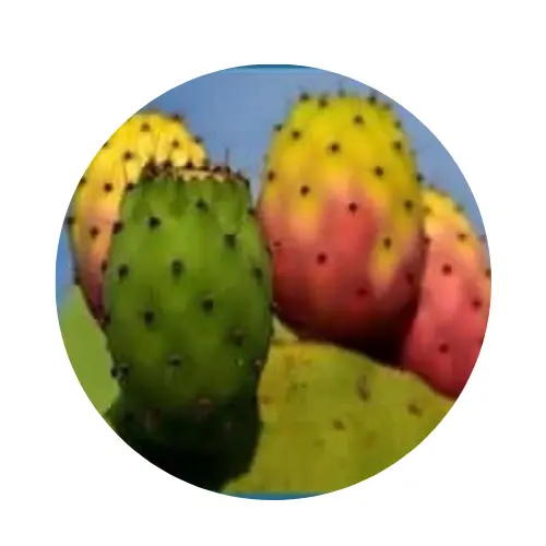 Nerve Fresh ingredients