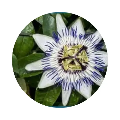 Nerve Fresh - reviews