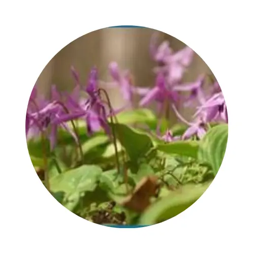 Nerve Fresh ingredients